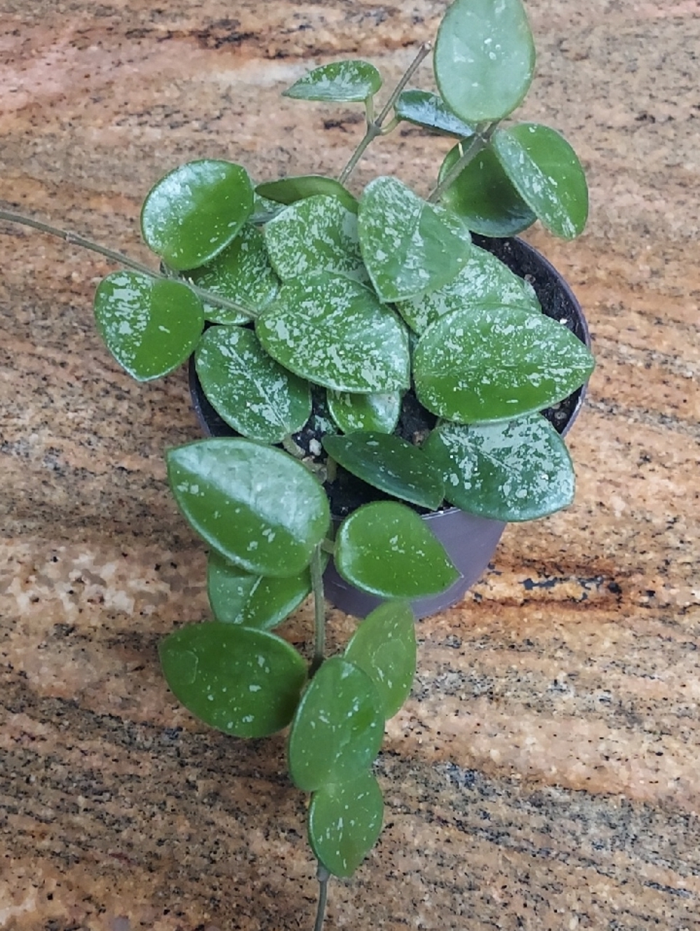 Hoya Mathilde Splash Plant
